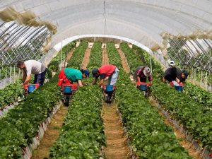 Cultivarea căpșunilor într-o seră pe tot parcursul anului - tehnologie olandeză și rusă