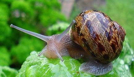 Zöldség és gyümölcs vegyszerek nélkül - a szabályok növekvő zöldségek, gyümölcsök és virágok a