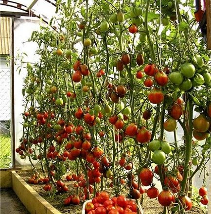 Вирощування помідорів в теплиці від підготовки до врожаю