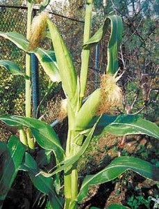 Вирощування цукрової кукурудзи посадка, догляд і збір урожаю