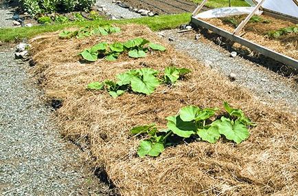 Cultivarea dovleacului în sol deschis