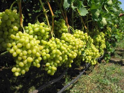 Вирощування винограду кишмиш як посадити, догляд, знамениті сорти