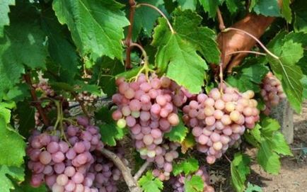 Вирощування винограду кишмиш посадка і догляд
