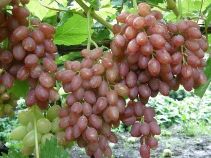Вирощування винограду кишмиш посадка і догляд