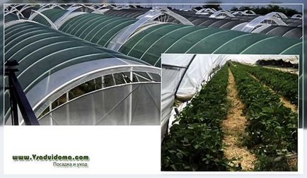 Cultivarea căpșunilor în seră - plusuri și avantaje față de terenul deschis, un loc despre grădină, dacha și (căpșuni) Cultivarea căpșunilor în seră - avantajele și avantajele terenului deschis, site-ul despre gradina, cabana și