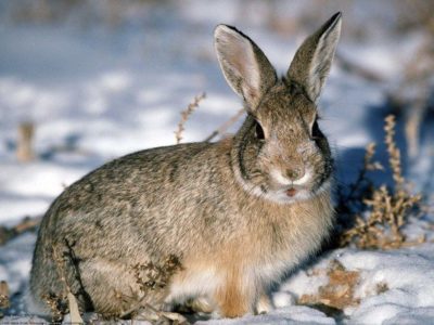 Vitaminele pentru iepuri ce să dea pentru creșterea și sănătatea, în timpul iernii