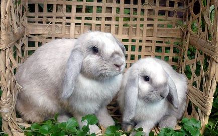Вітаміни для кроликів які потрібно і дозування