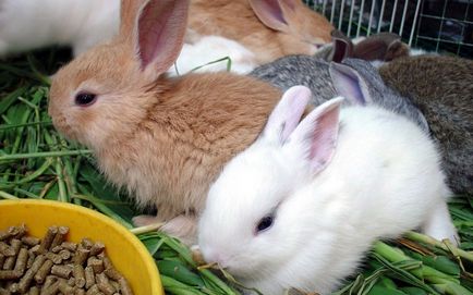 Вітаміни для кроликів вибір, дозування, додавання в їжу