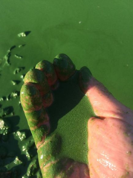 У києві позеленів дніпро в чому криється небезпека - на пляжах не рекомендують купатися через загрозу