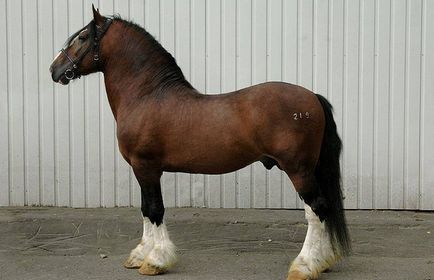 Володимирський ваговоз - порода коня - мій кінь