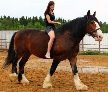 Vladimir greu - calul meu - calul meu