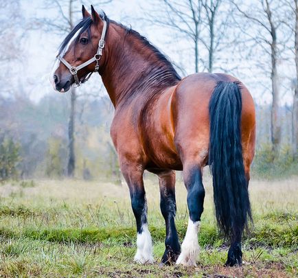 Володимирський ваговоз - порода коня - мій кінь