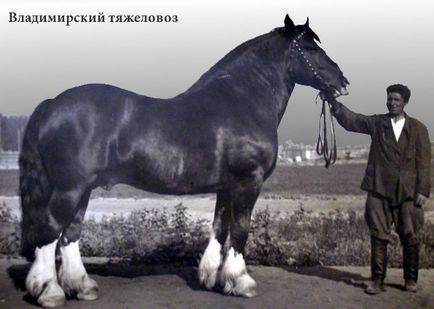 Vladimir Heavy Draft - lófajta - lovam