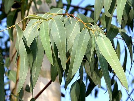 Mágikus eukaliptusz leküzdésére bronchitis, népi gyógyászati ​​manuális