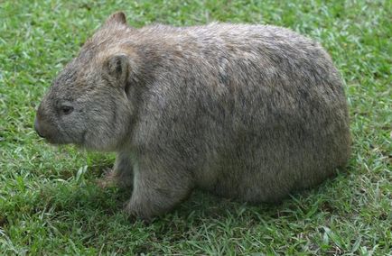 Wombat - fénykép wombat