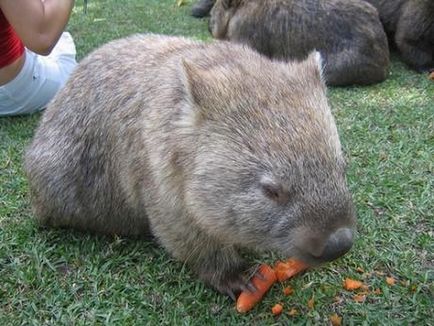 Wombat - Wombat Fotografie
