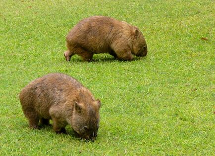 Wombat - Wombat Fotografie