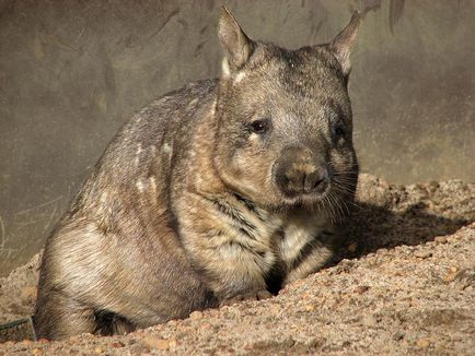 Wombat - Wombat Fotografie