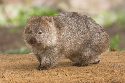 Wombat - Wombat Fotografie