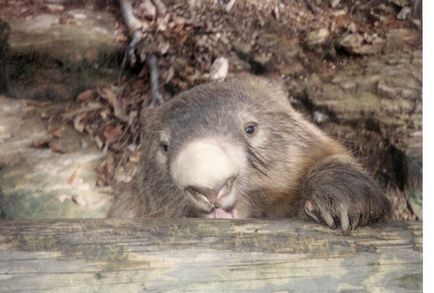 Wombat - Wombat Fotografie