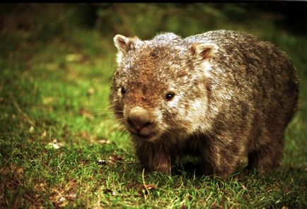 Wombat - Wombat Fotografie