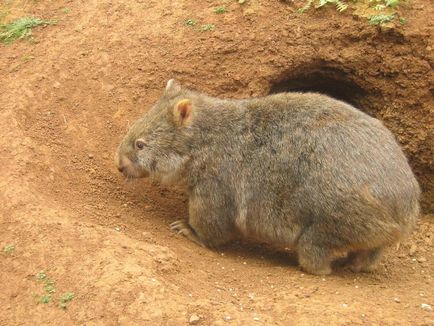 Wombat - Wombat Fotografie