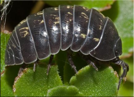 Dăunători în fotografia cu efect de seră și tratamentul plantelor cum să scapi de carierele de gâscă și de păduchi, mușchi și