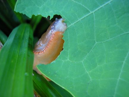 Dăunători în fotografia cu efect de seră și tratamentul plantelor cum să scapi de carierele de gâscă și de păduchi, mușchi și