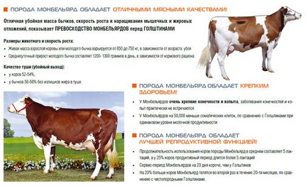 În regiunea Voronej a sosit monobelard - în blog - agricultura - făcut cu noi