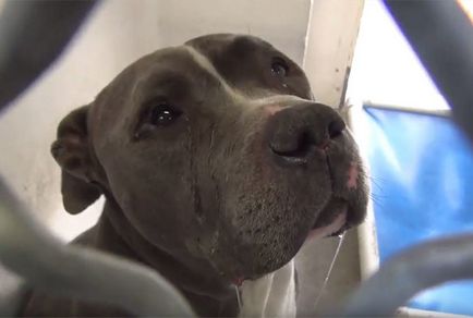 Felnőtt pitbull tényleg sírni kezdett, amikor rájött, hogy a tulajdonosok hagyta a gyerekszobában örökre! (Bal) Felnőtt pitbull tényleg sírni kezdett, amikor rájött, hogy a tulajdonosok hagyta a gyerekszobában örökre!