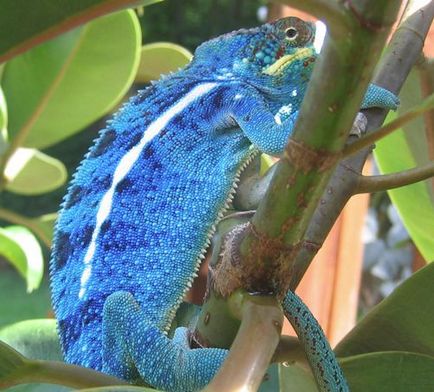 Chameleon panterovy fotók, videók, leírások, karbantartás és gondozás