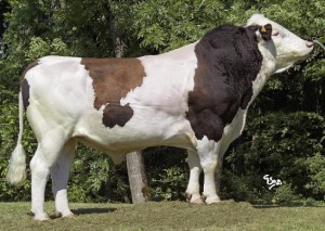 Характеристики монбельярдской породи корів з фотографіями