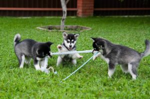 Caracterul Husky, trăsăturile sale distinctive, fundamentele educației și îngrijirii