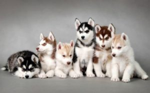 Caracterul Husky, trăsăturile sale distinctive, fundamentele educației și îngrijirii