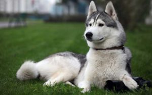 Caracterul Husky, trăsăturile sale distinctive, fundamentele educației și îngrijirii