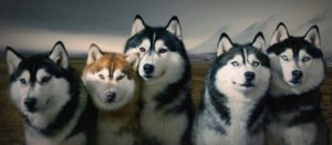 Caracterul Husky, trăsăturile sale distinctive, fundamentele educației și îngrijirii