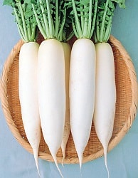 Daikon de depozitare pentru iarna