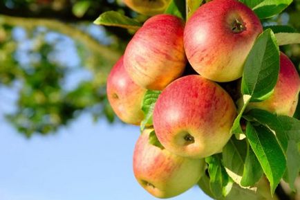 Яблуко натщесерце - користь чи шкода