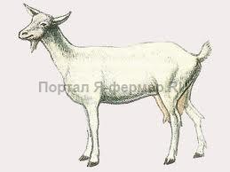 Заанентальская порода кіз
