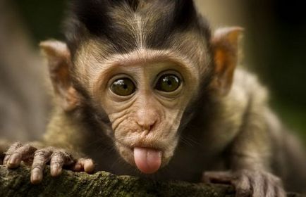 Animale amuzante cu limbi (24 fotografii)