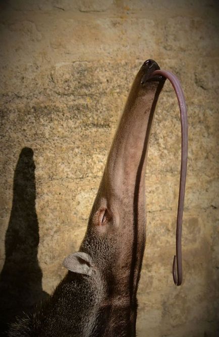 Забавні тварини з висунутими язиками (24 фото)