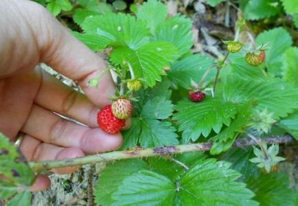 Alpine eper különösen a termesztés magvak, népszerű fajta, öntözés, műtrágyázás,