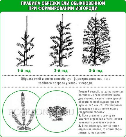 Un gard viu de plantare, îngrijire și formare de brad