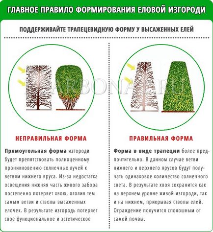 Hedge luc ültetés, karbantartás és formáció (kilépő) Hedge Norvégia luc ültetés, gondozás és alakítás