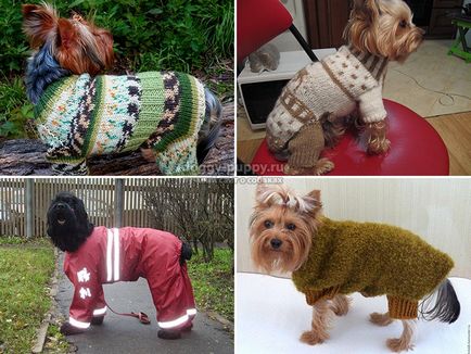 Salopete de iarna pentru câini cum să alegi fotografiile și prețurile