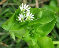 Mediu medieval (mocrica, wetwort) util, proprietăți medicinale, descrierea gropii de stejar, pentru