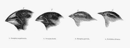 10 kevéssé ismert tényeket Darwin (Darwin lakókörnyezet) 10 kevéssé ismert tényeket Darwin