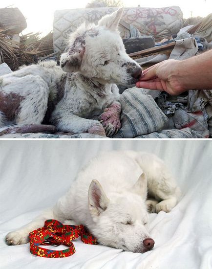 15 Неймовірних фотографій собак до і після порятунку