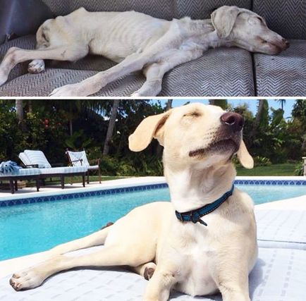 15 Неймовірних фотографій собак до і після порятунку