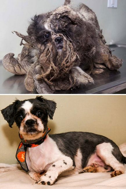 15 Imagini incredibile ale câinilor înainte și după salvare